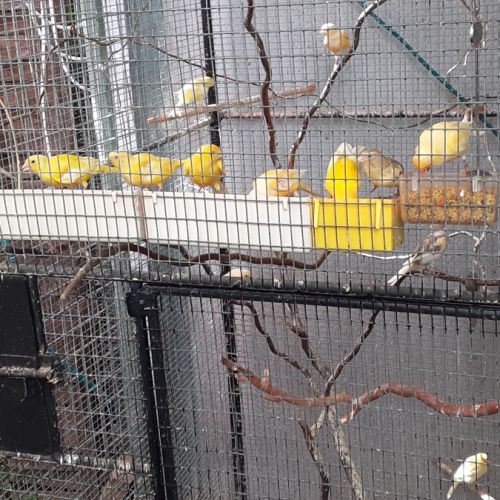 Canaris a vendre 40 euros le couple #1