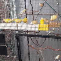 Canaris a vendre 40 euros le couple #1