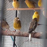 Canaris a vendre 40 euros le couple