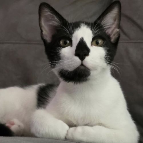 Leo, adorable chaton à l'adoption