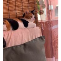 Moya à l’adoption #1