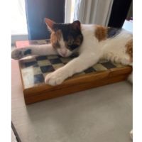 Moya à l’adoption #0