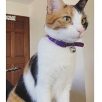 Moya à l’adoption #3