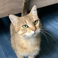 Rosie à l’adoption,