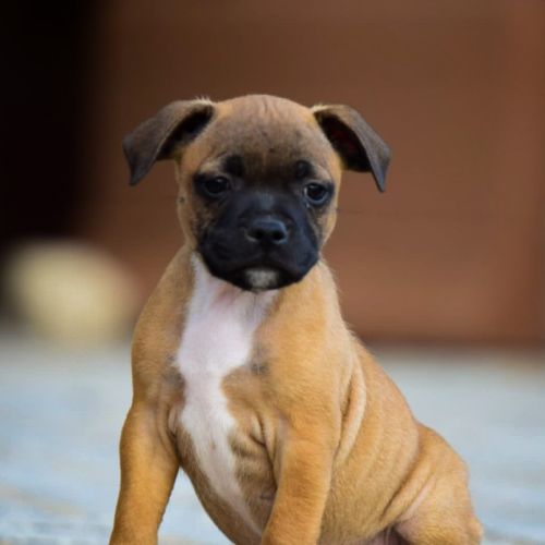 Chiot staffie #2