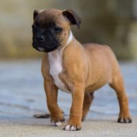 Chiot staffie #1