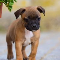 Chiot staffie