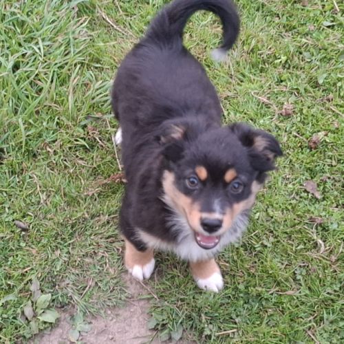 Chiot male berger américain miniature #0