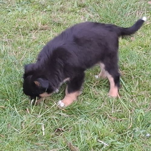 Chiot male berger américain miniature #2