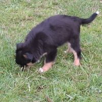 Chiot male berger américain miniature #2