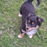 Chiot male berger américain miniature #3