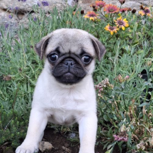 Femelle carlin lof #1