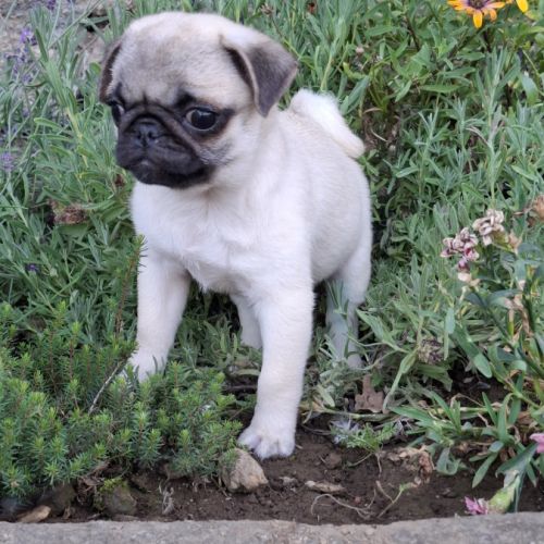 Femelle carlin lof #2