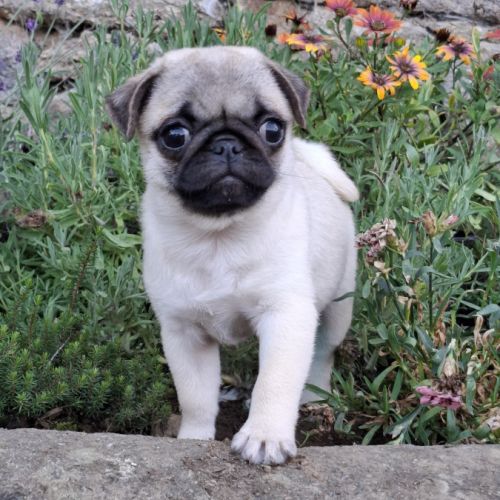 Femelle carlin lof #0