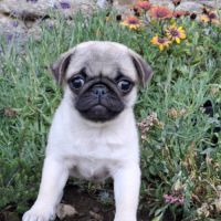 Femelle carlin lof #1