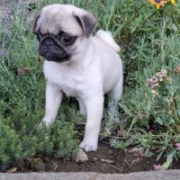 Femelle carlin lof #2