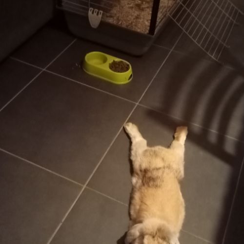 Lapin bélier nain #1