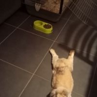 Lapin bélier nain #1