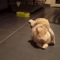 Lapin bélier nain