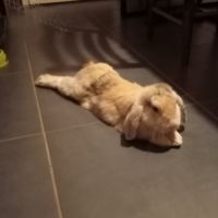 Lapin bélier nain #3