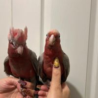 Bébé cacatoès élevé à la main