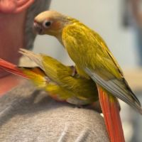 Bébé conure élevé à la main