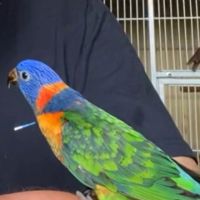 Loriquet à collier rouge élevé à la main