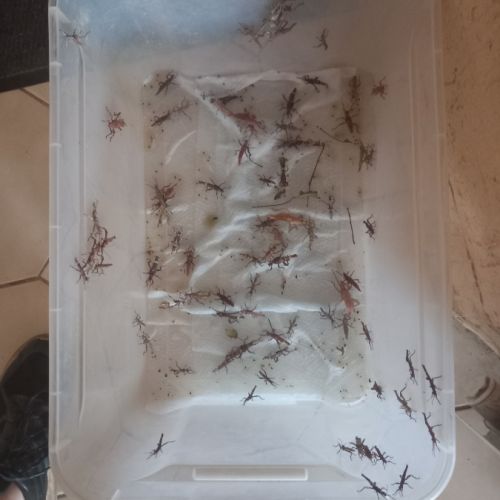 Phasmes géant male et femme #1