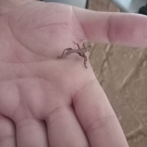 Phasmes géant male et femme #2