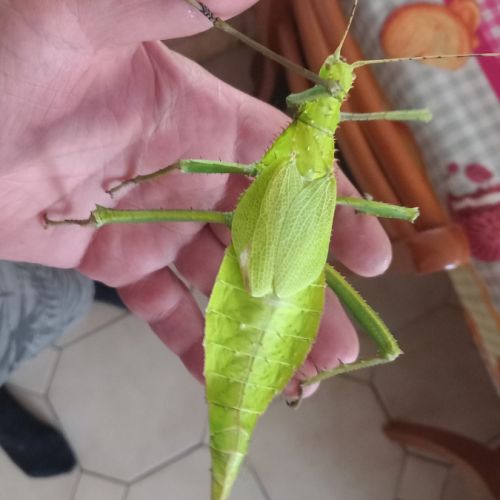 Phasmes géant male et femme #3