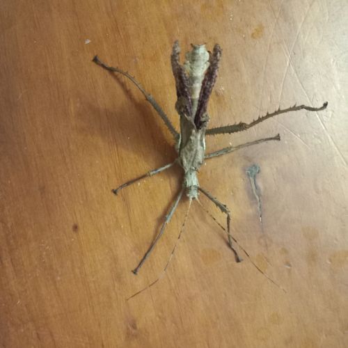 Phasmes géant male et femme #5