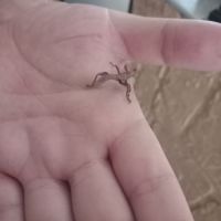 Phasmes géant male et femme #2