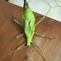 Phasmes géant male et femme