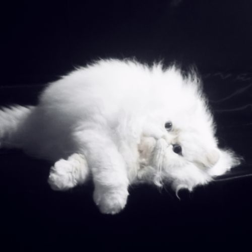 Chatons persan (3-4*cb)