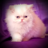 Chatons persan (3-4*cb) #1