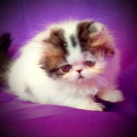 Chatons persan (3-4*cb) #0