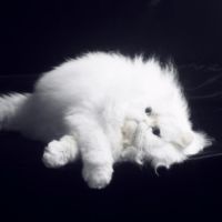 Chatons persan (3-4*cb)