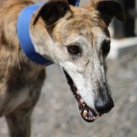 Senorito, galgo majestueux de 4 ans #1