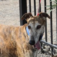 Senorito, galgo majestueux de 4 ans #3