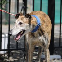 Senorito, galgo majestueux de 4 ans