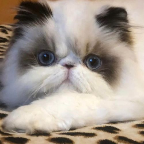 Magnifiques chatons persans loof en normandie #2