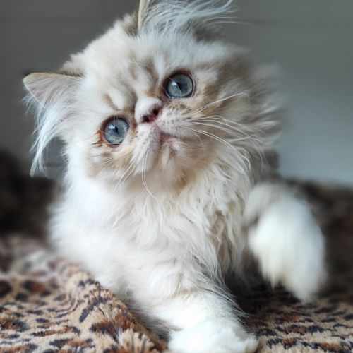 Magnifiques chatons persans loof en normandie #3