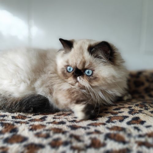 Magnifiques chatons persans loof en normandie