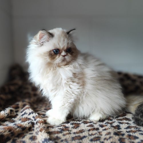 Magnifiques chatons persans loof en normandie #5