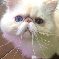 Magnifiques chatons persans loof en normandie #1