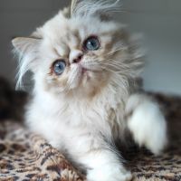 Magnifiques chatons persans loof en normandie #3