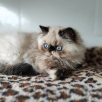 Magnifiques chatons persans loof en normandie #0