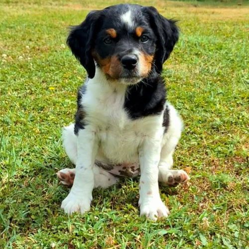 Chiots épagneul breton lof grd origines #0