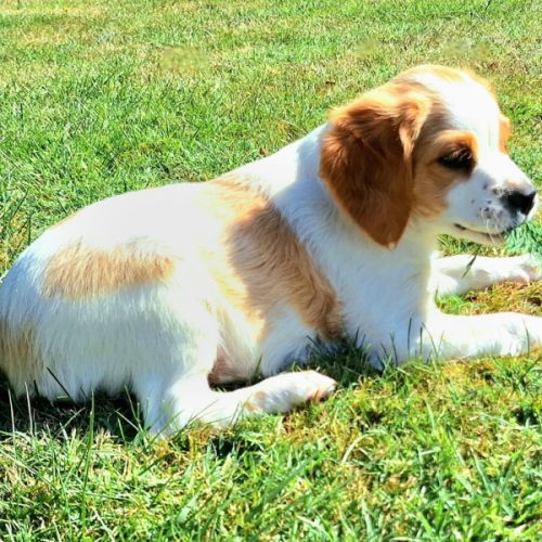 Chiots épagneul breton lof grd origines #3