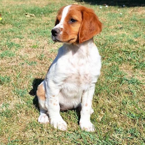 Chiots épagneul breton lof grd origines #4